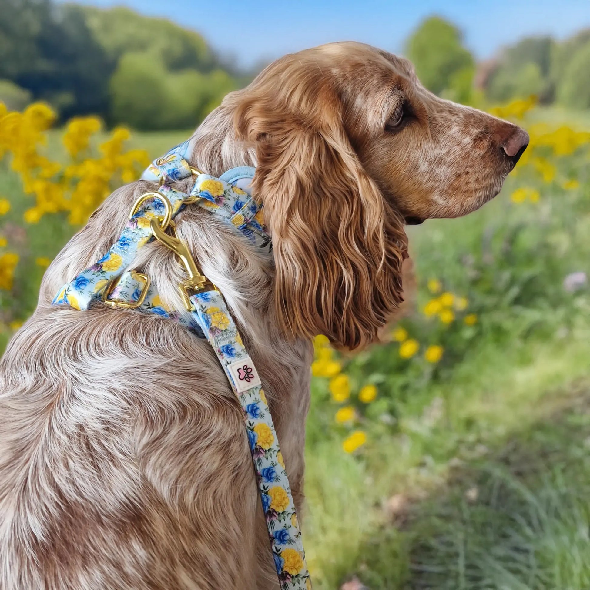 Blue-tiful Blossoms Leash Picture