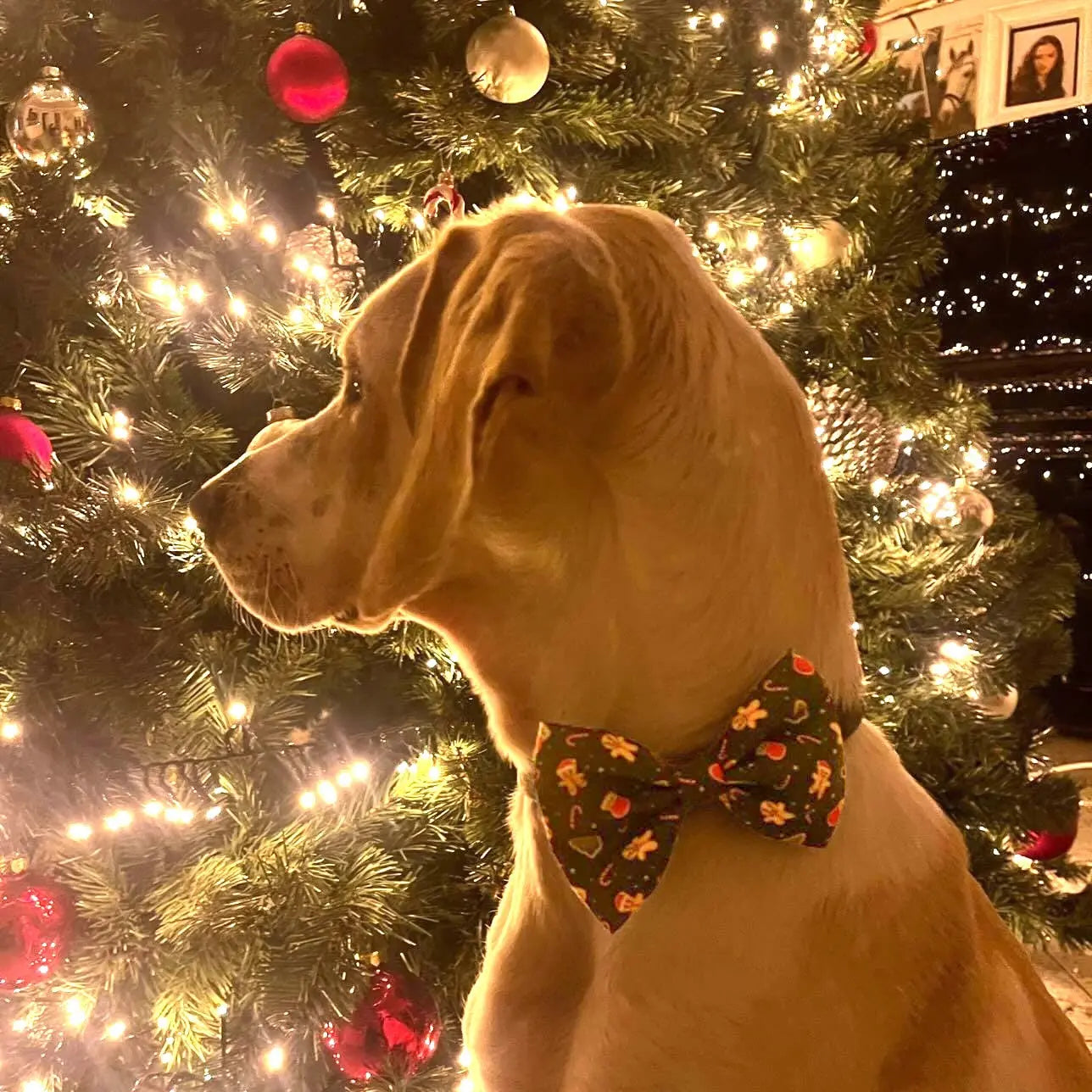 Howliday Crumbles Bow Tie Picture