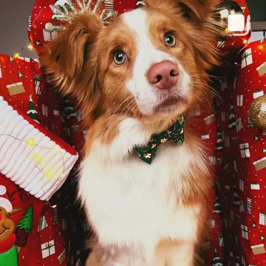 Howliday Crumbles Bow Tie Picture