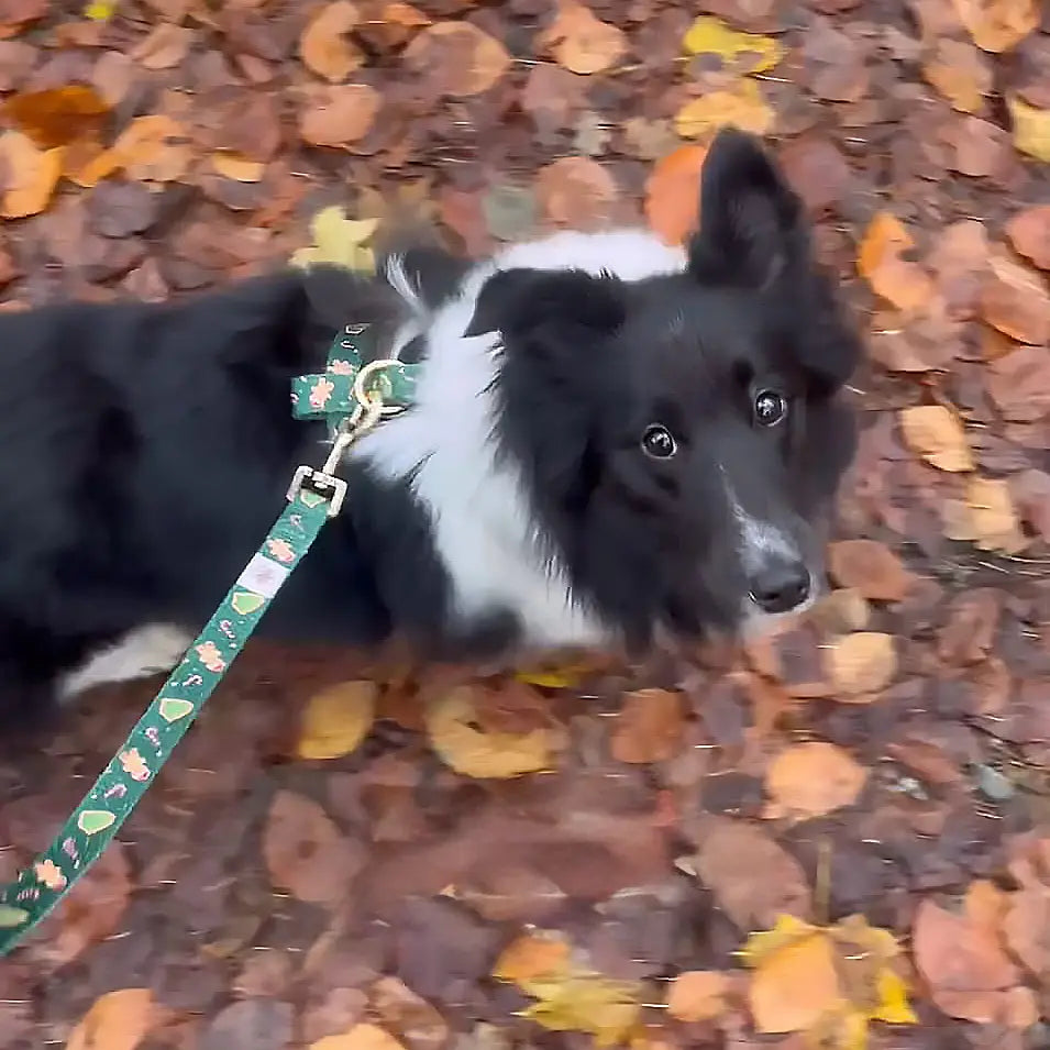 Howliday Crumbles Leash Picture