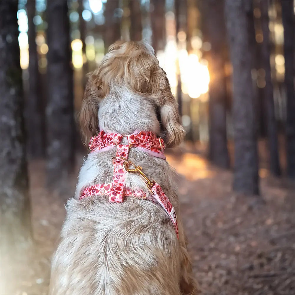 Love at First Bark Cloth Leash Picture