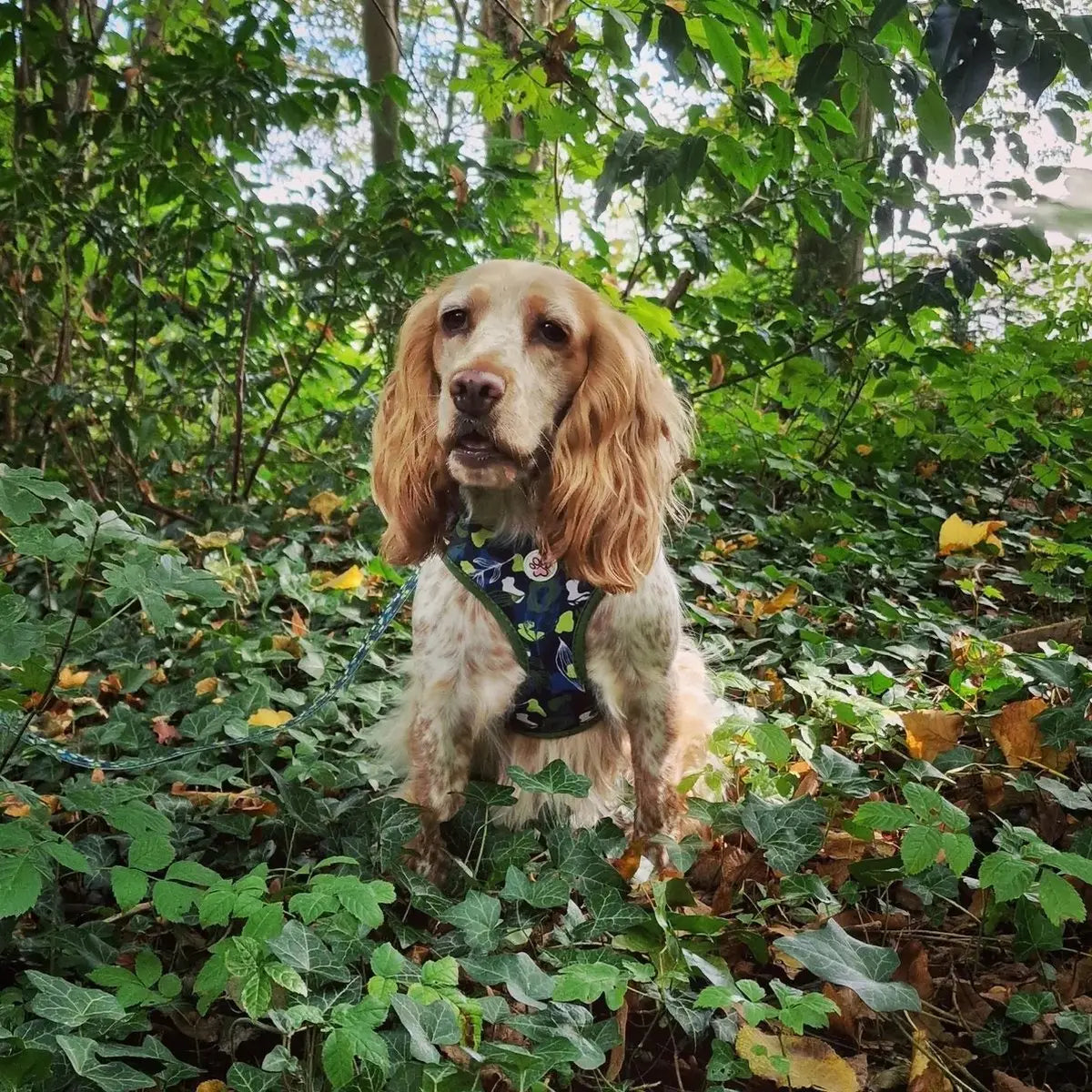 Let's go Outside Cloth Leash Picture