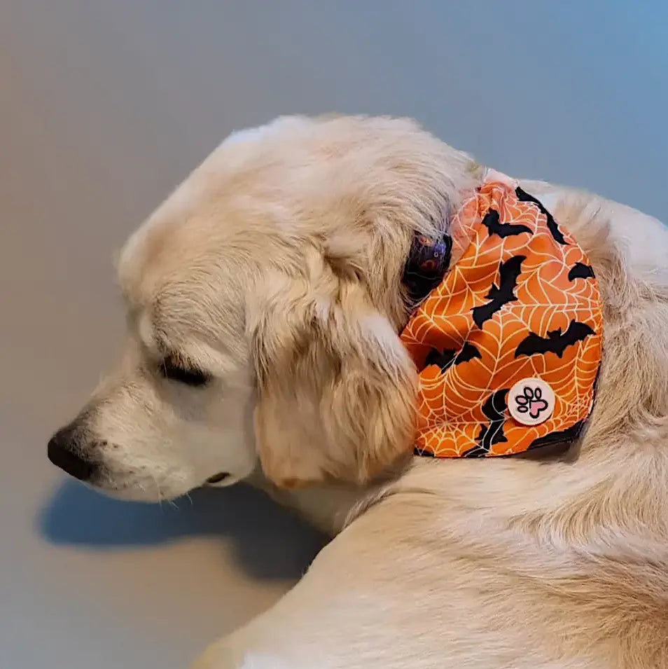 Pumpkin Pooch Parade Bandana Picture
