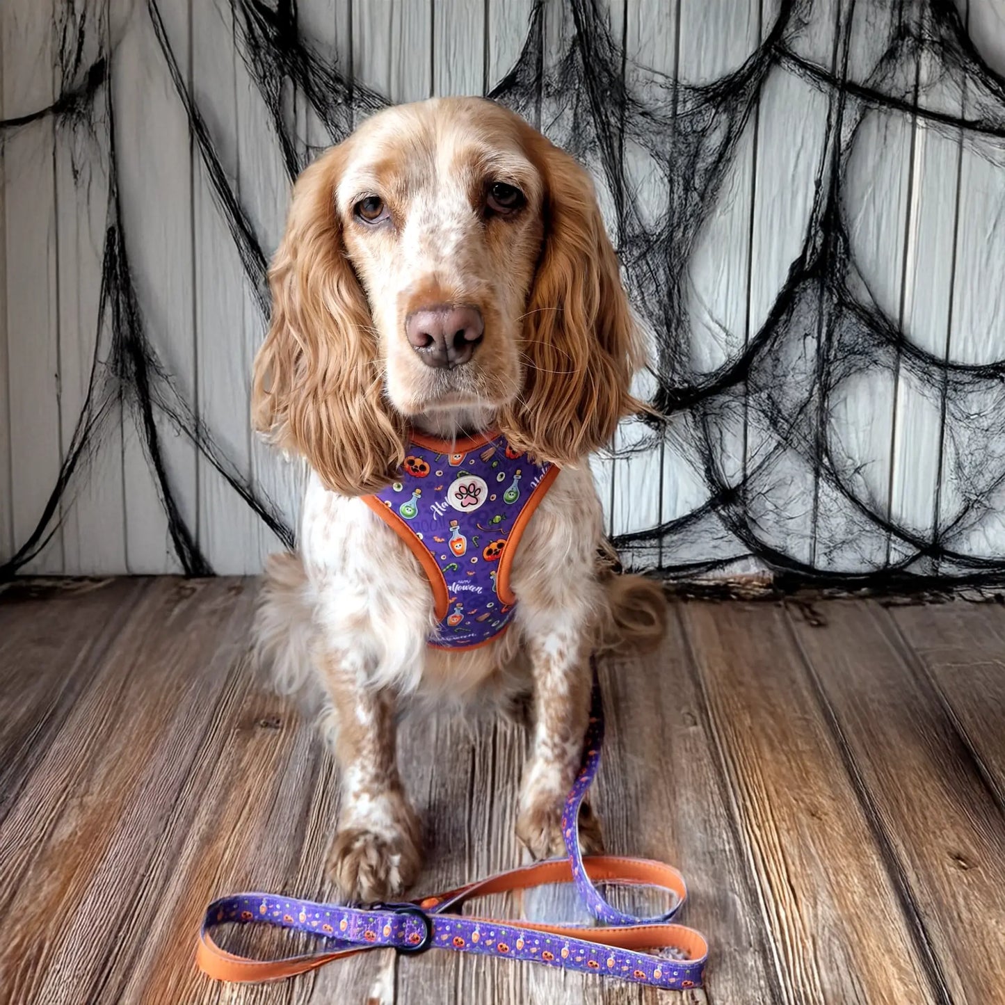 Pumpkin Pooch Parade Leash Picture