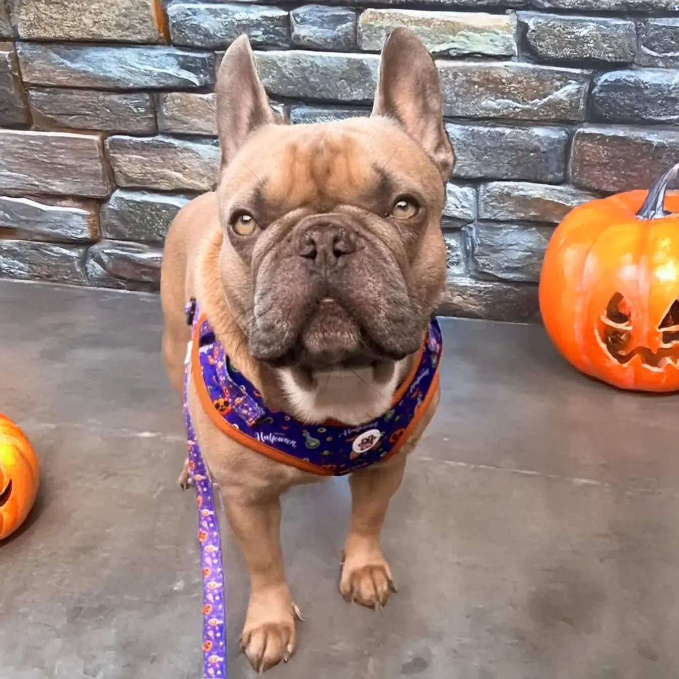 Pumpkin Pooch Parade Leash Picture