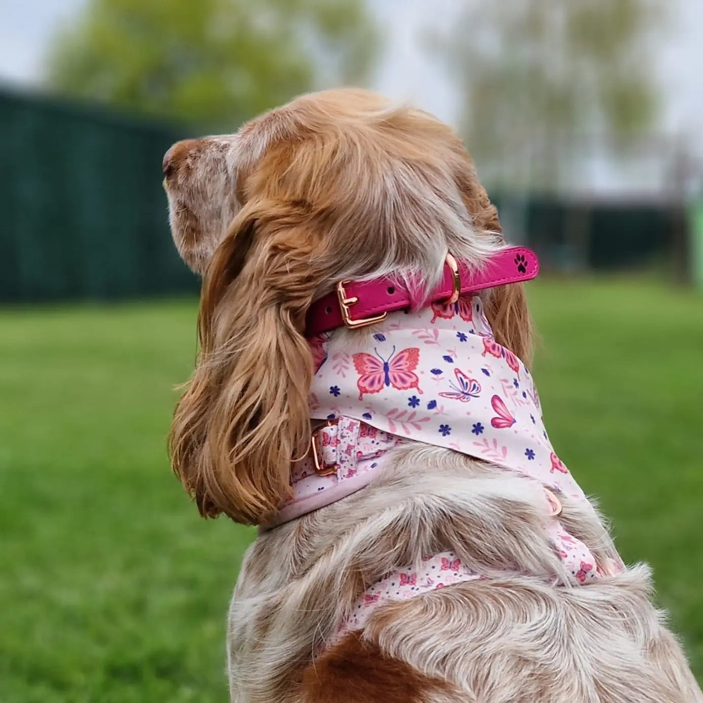 Pretty Pink Leather Collar Picture