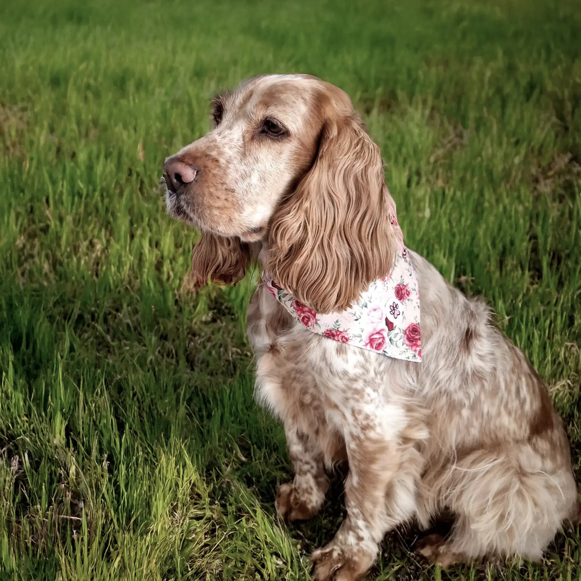 Roses are Fur-ever Bandana Picture