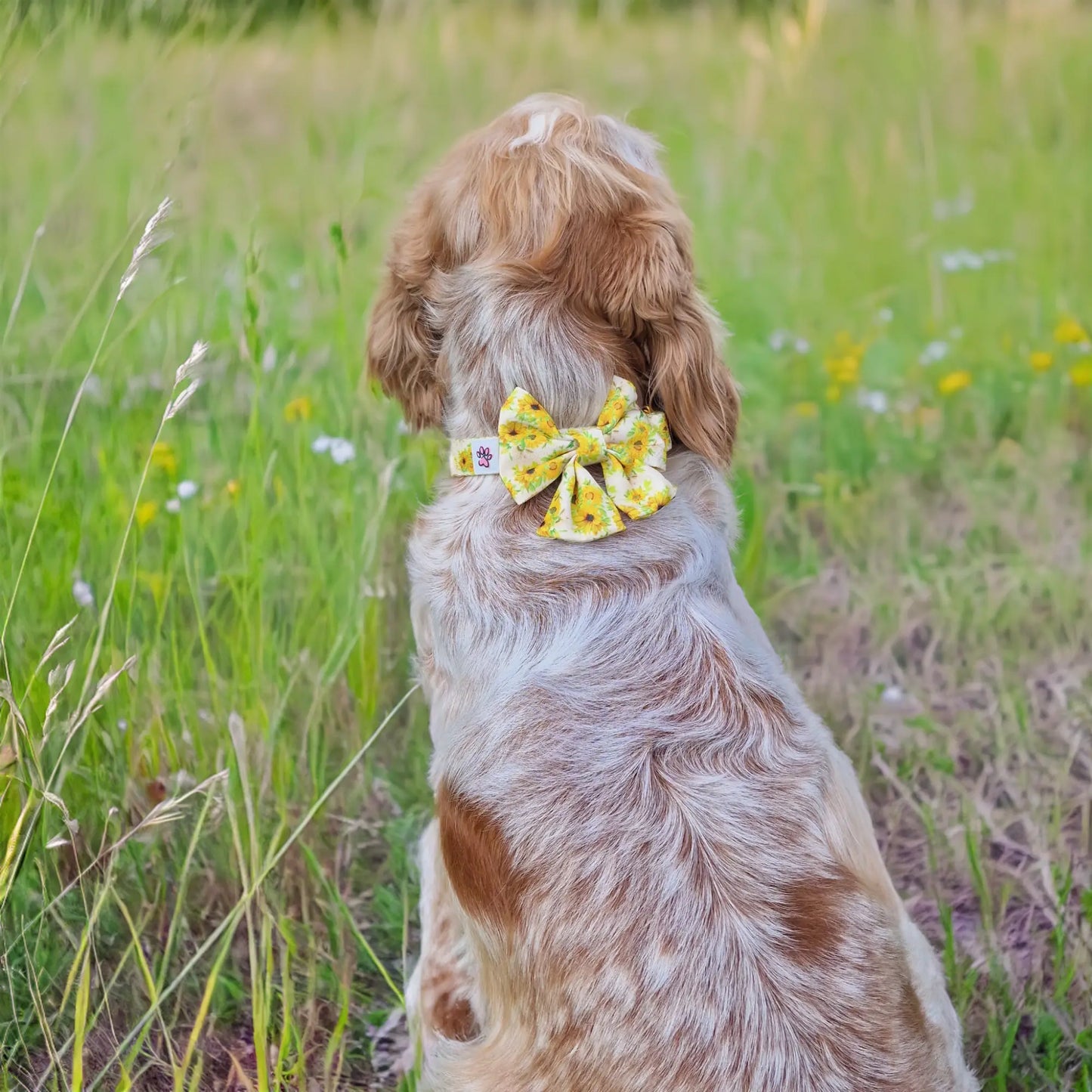 Vincent van Dogh Lady Bow Picture