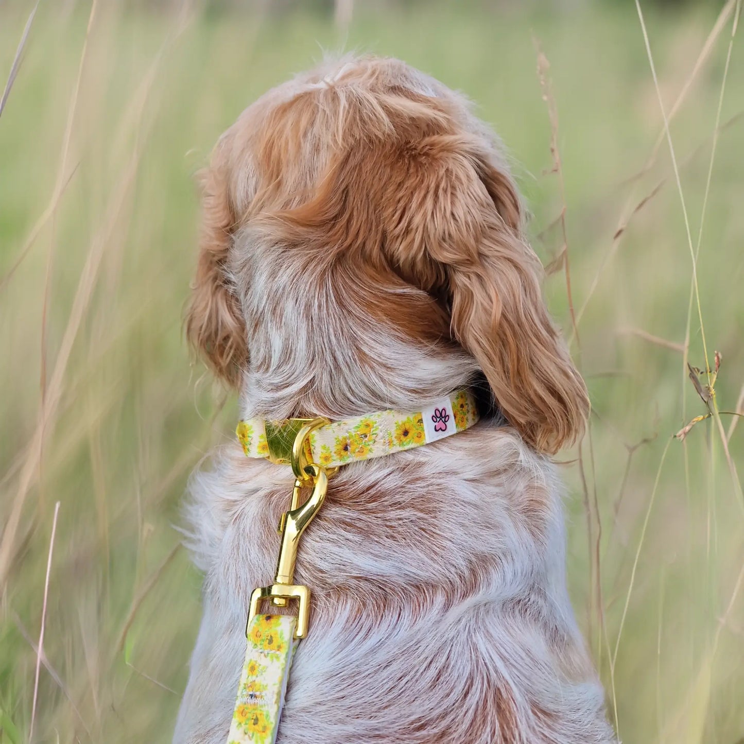 Vincent van Dogh Leash Picture