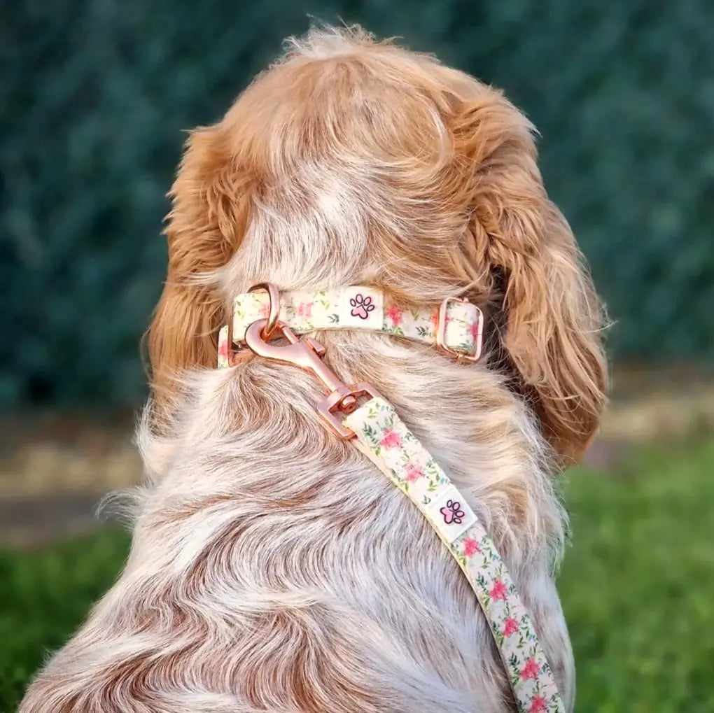 You are Llamazing Leash Picture