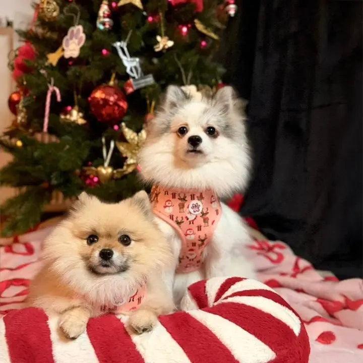 Cuddly Christmas Harness Picture