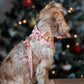 Cuddly Christmas Harness Picture