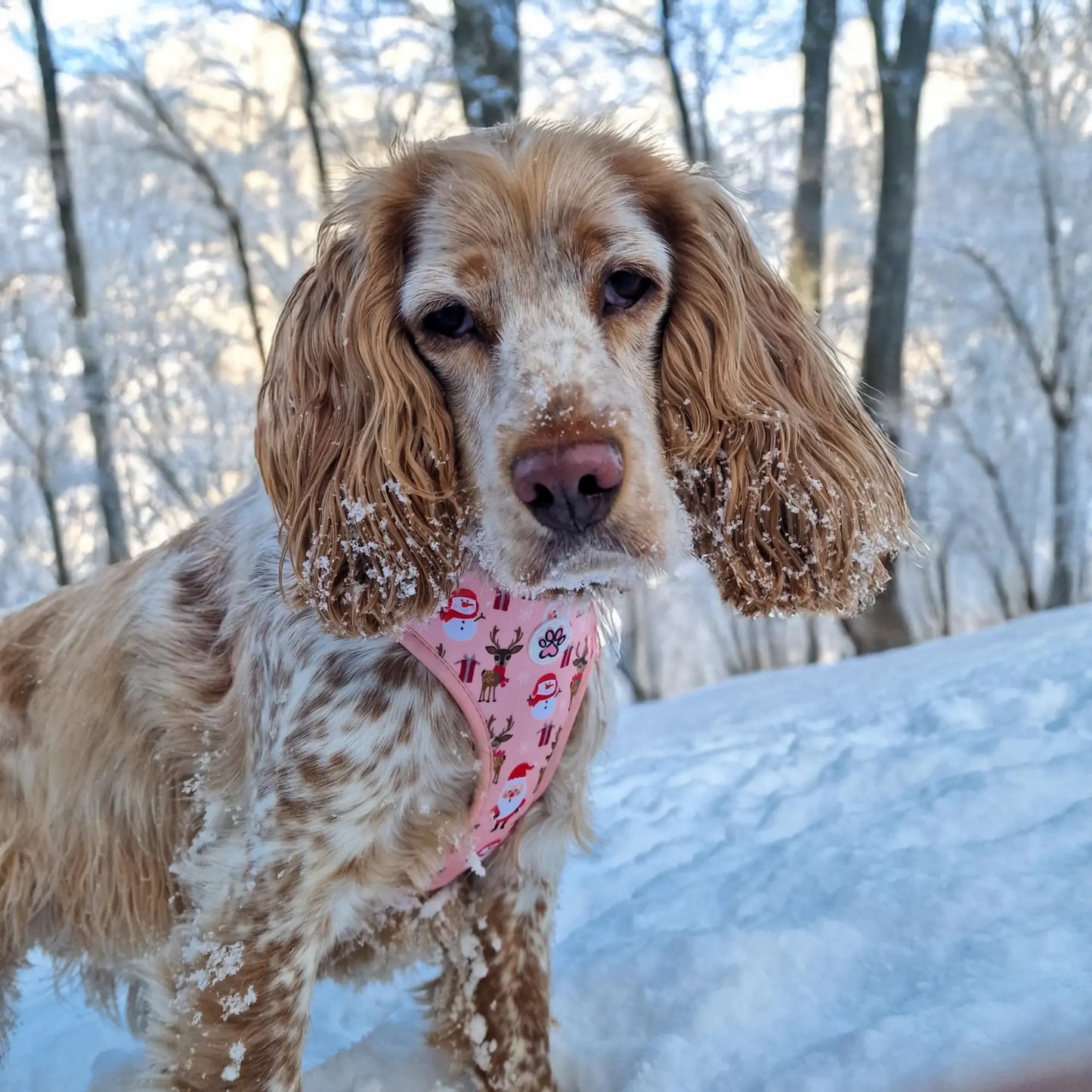 Cuddly Christmas Harness Picture