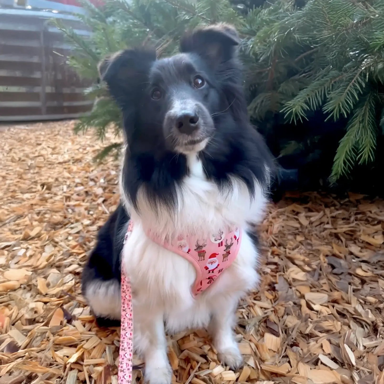 Cuddly Christmas Harness Picture