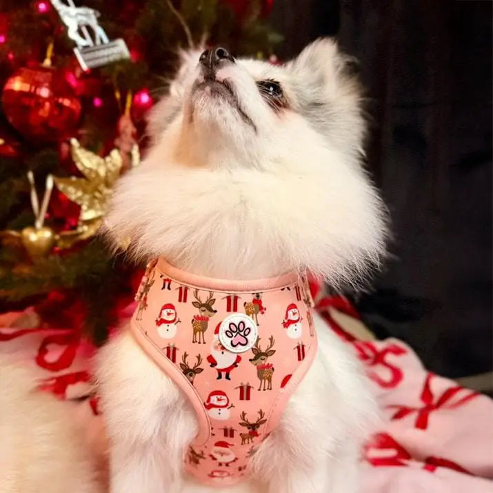 Cuddly Christmas Harness Picture
