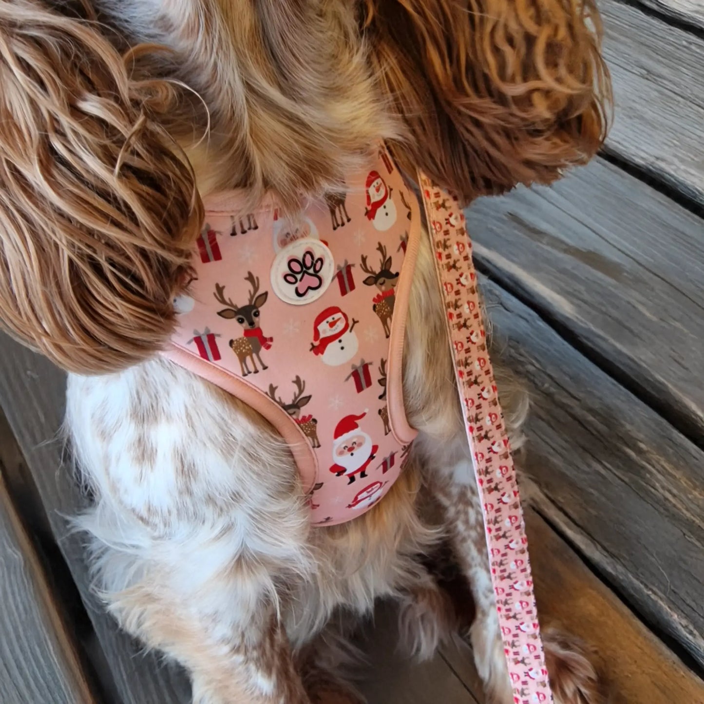 Cuddly Christmas Harness Picture