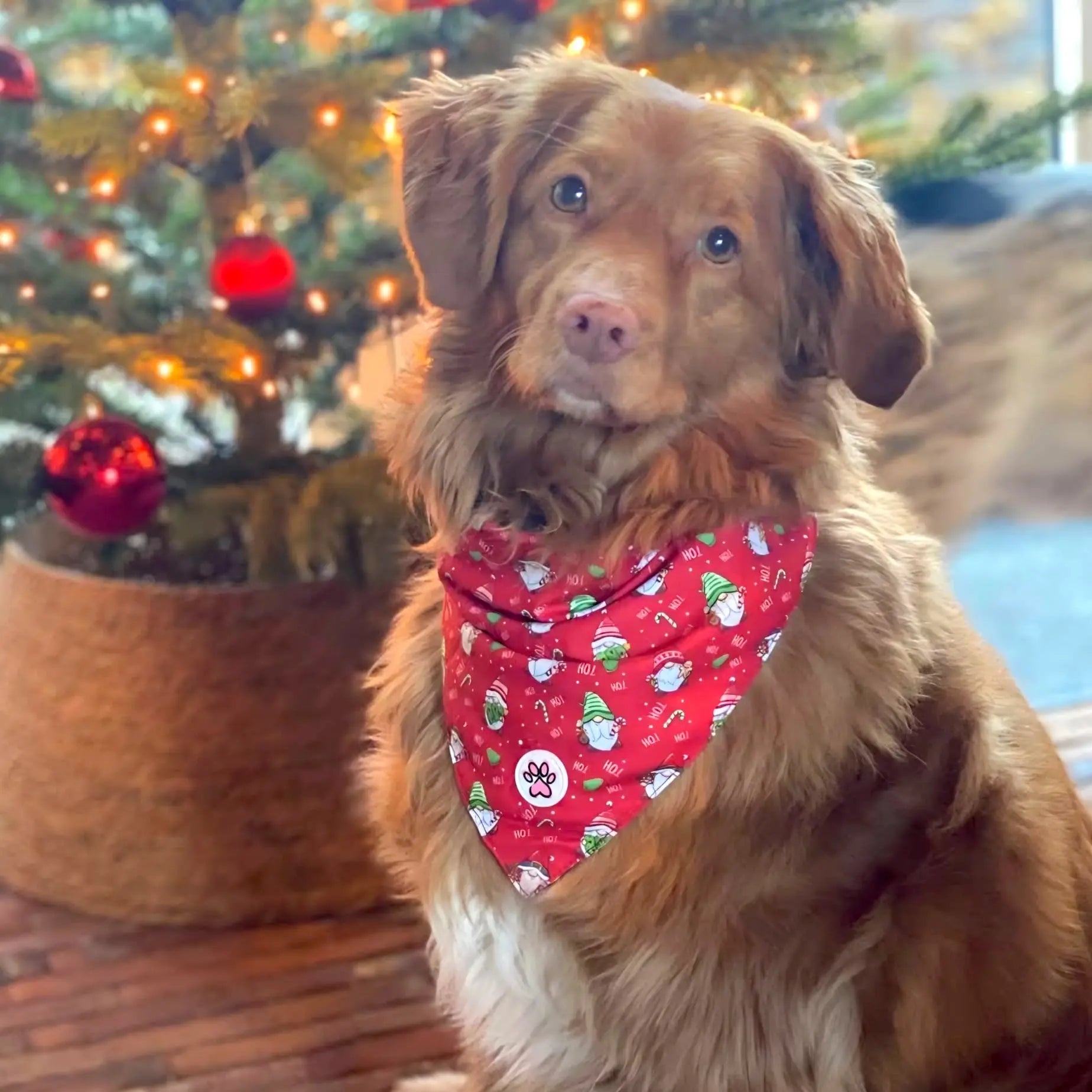 Gnomey Glamour Bandana Picture