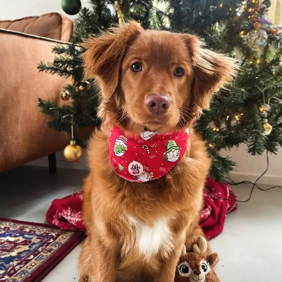 Gnomey Glamour Bandana Picture