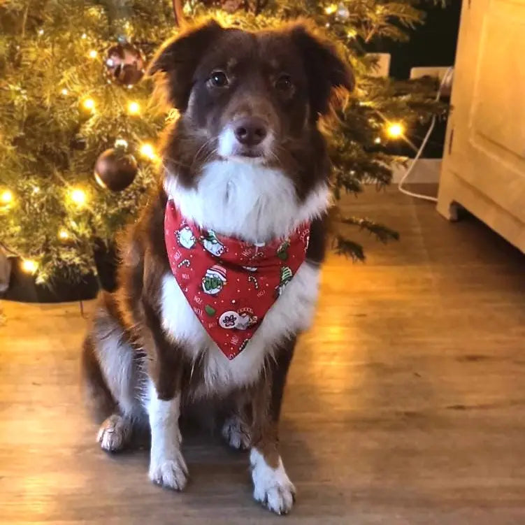 Gnomey Glamour Bandana Picture