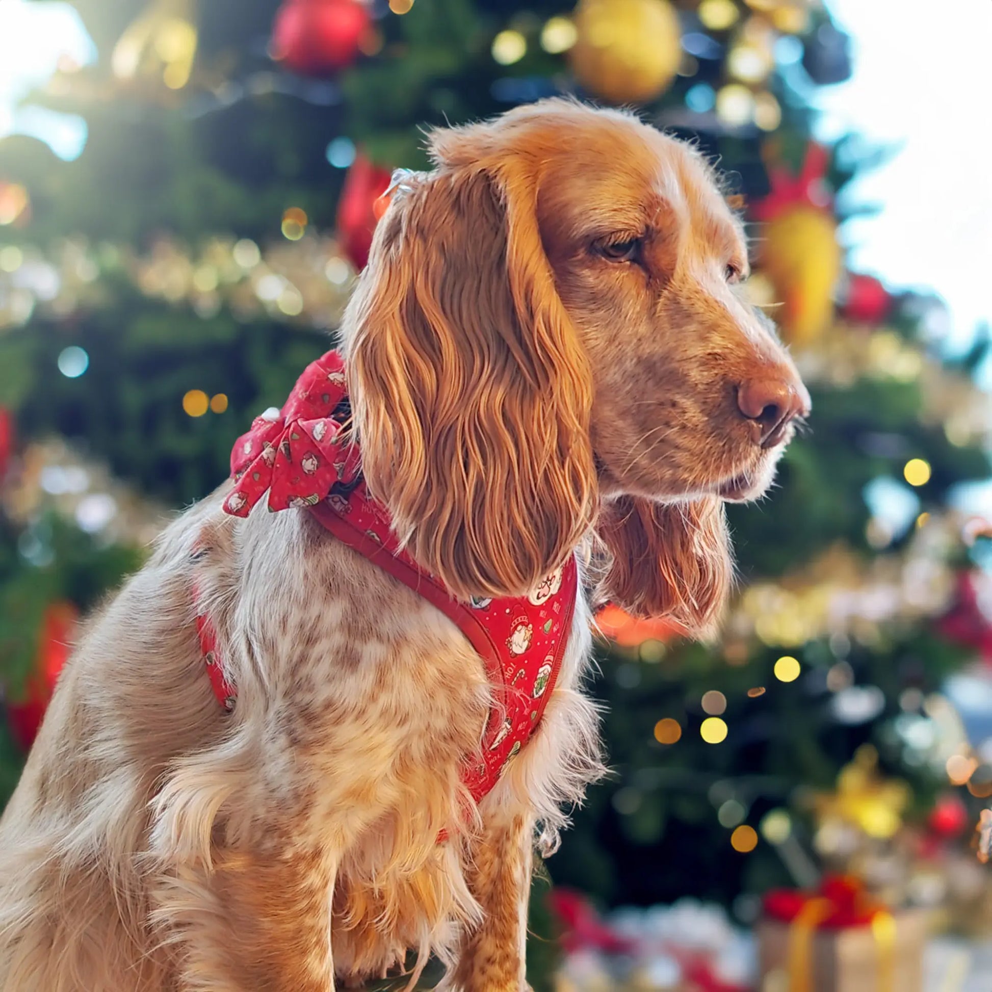 Gnomey Glamour Lady Bow Picture