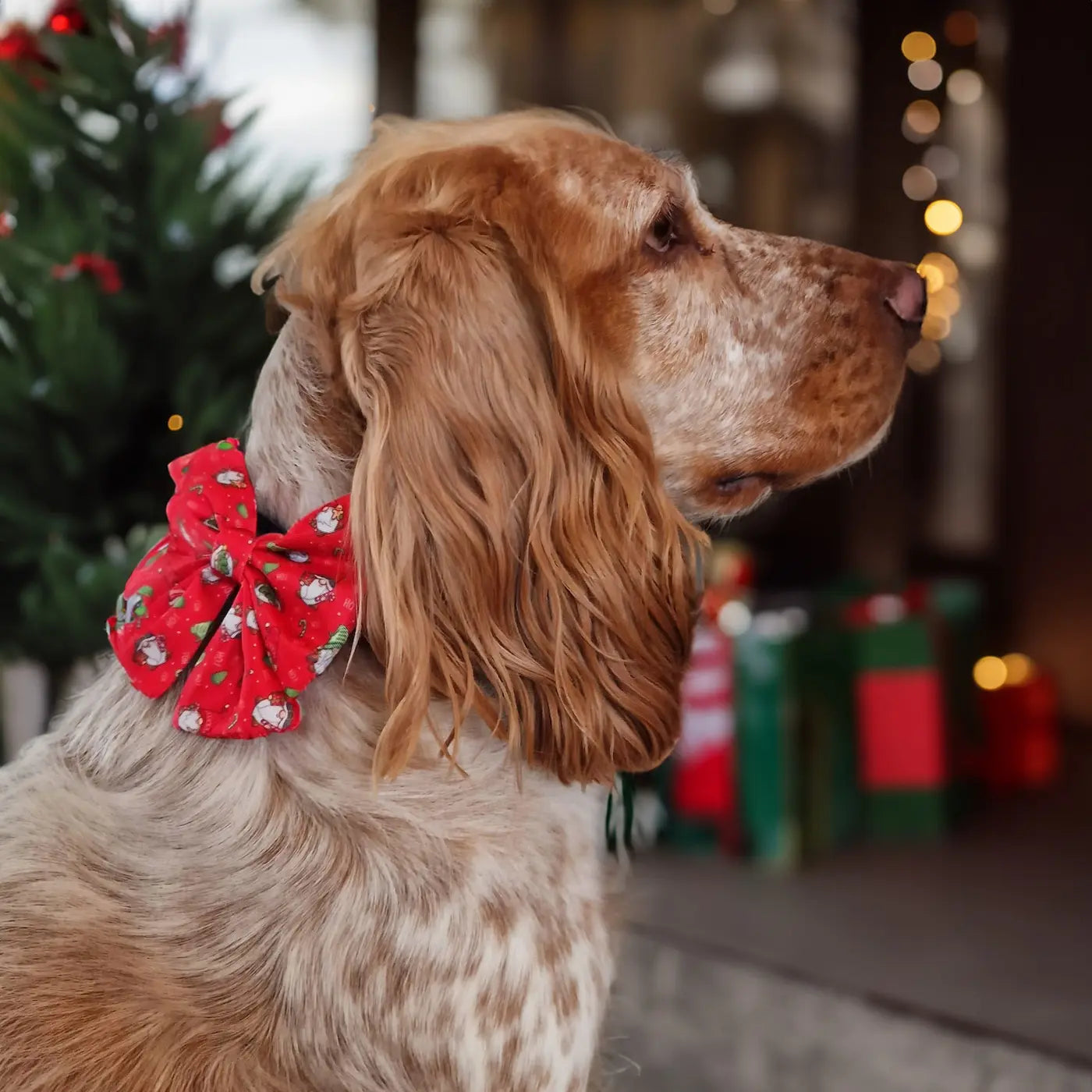 Gnomey Glamour Lady Bow Picture