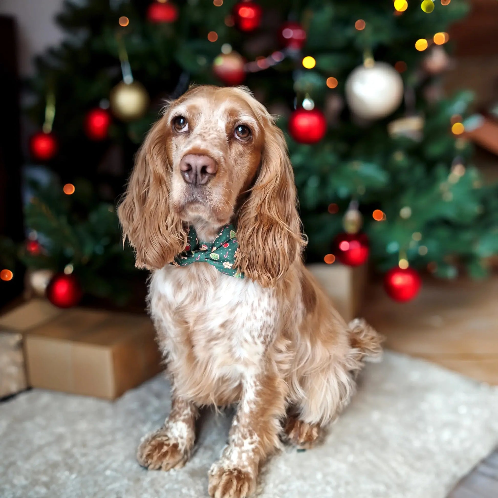 Howliday Crumbles Bow Tie Picture