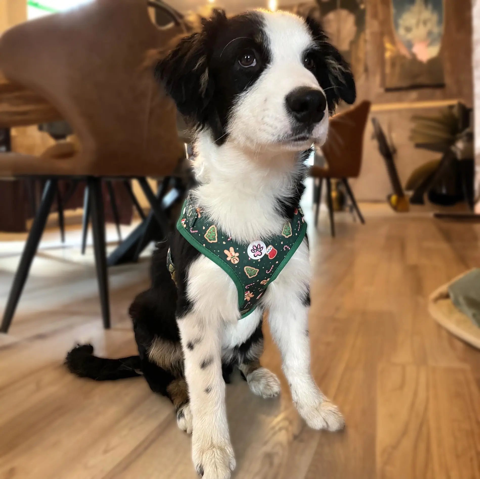 Howliday Crumbles Harness Picture