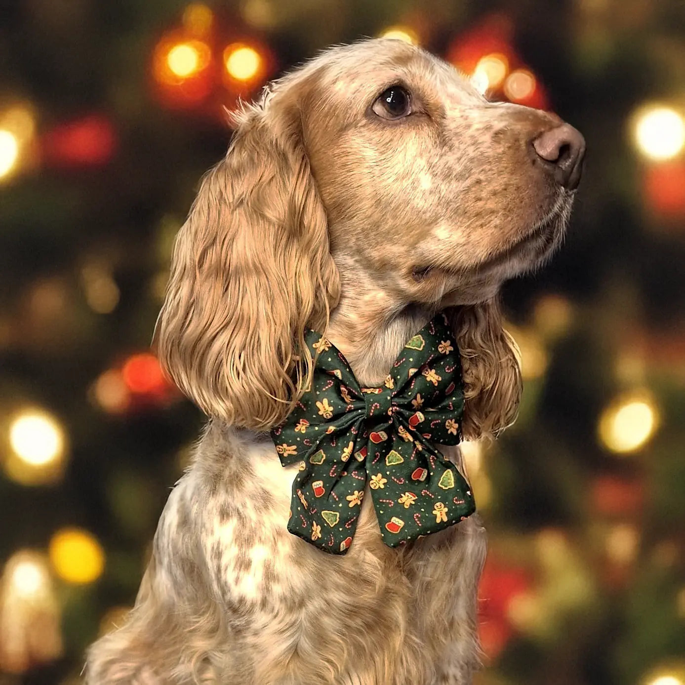 Howliday Crumbles Lady Bow Picture