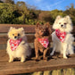 Love at First Bark Bandana Picture