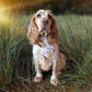 Love at First Bark Bandana Picture