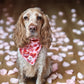 Love at First Bark Bandana Picture