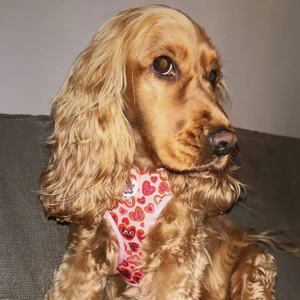 Love at First Bark Harness Picture