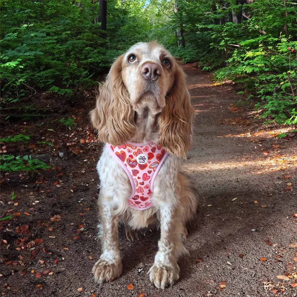 Love at First Bark Harness Picture