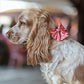 Love at First Bark Lady Bow Picture