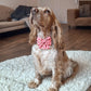 Love at First Bark Lady Bow Picture
