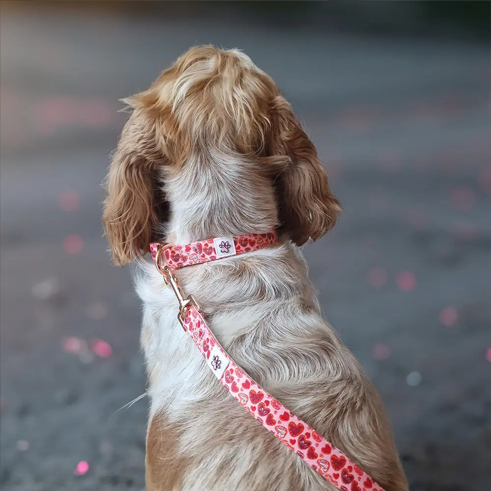 Love at First Bark Cloth Leash Picture