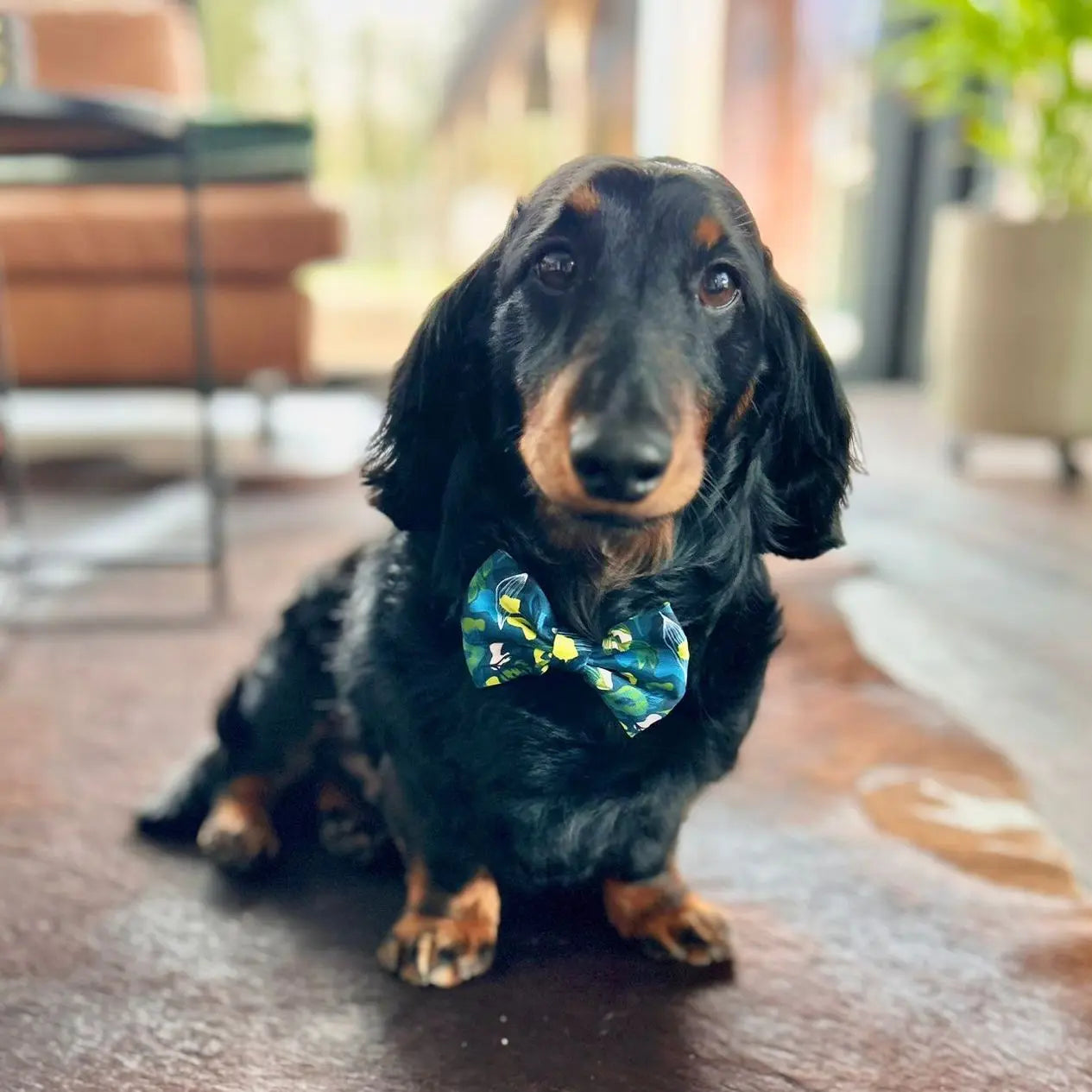 Let's go Outside Bow Tie Picture
