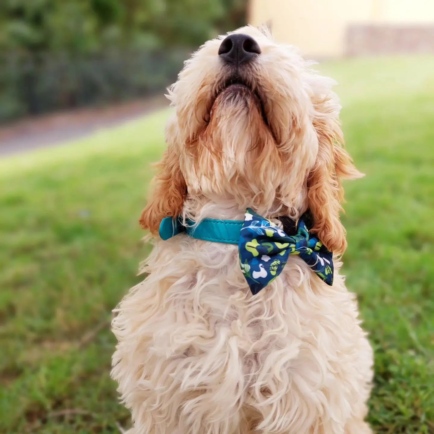 Let's go Outside Bow Tie Picture