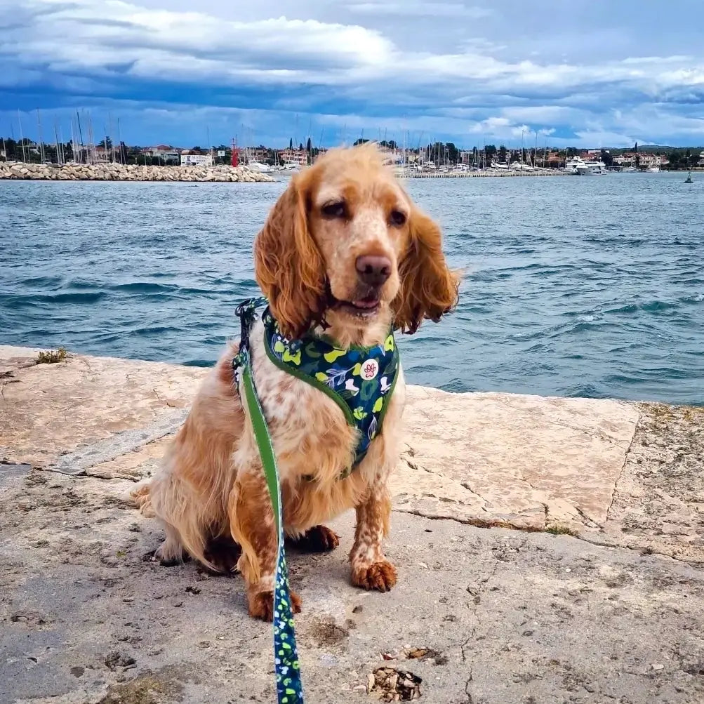 Let's go Outside Harness Picture