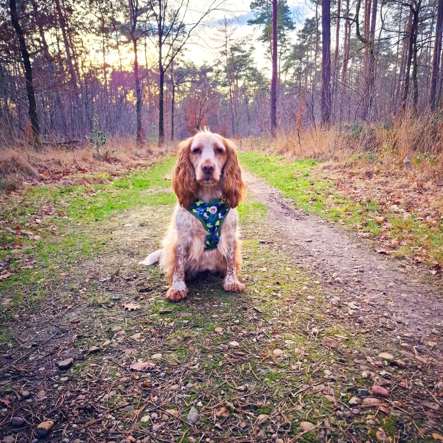 Let's go Outside Harness Picture