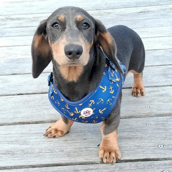 All Paws on Deck Harness Picture
