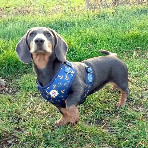 All Paws on Deck Harness Picture