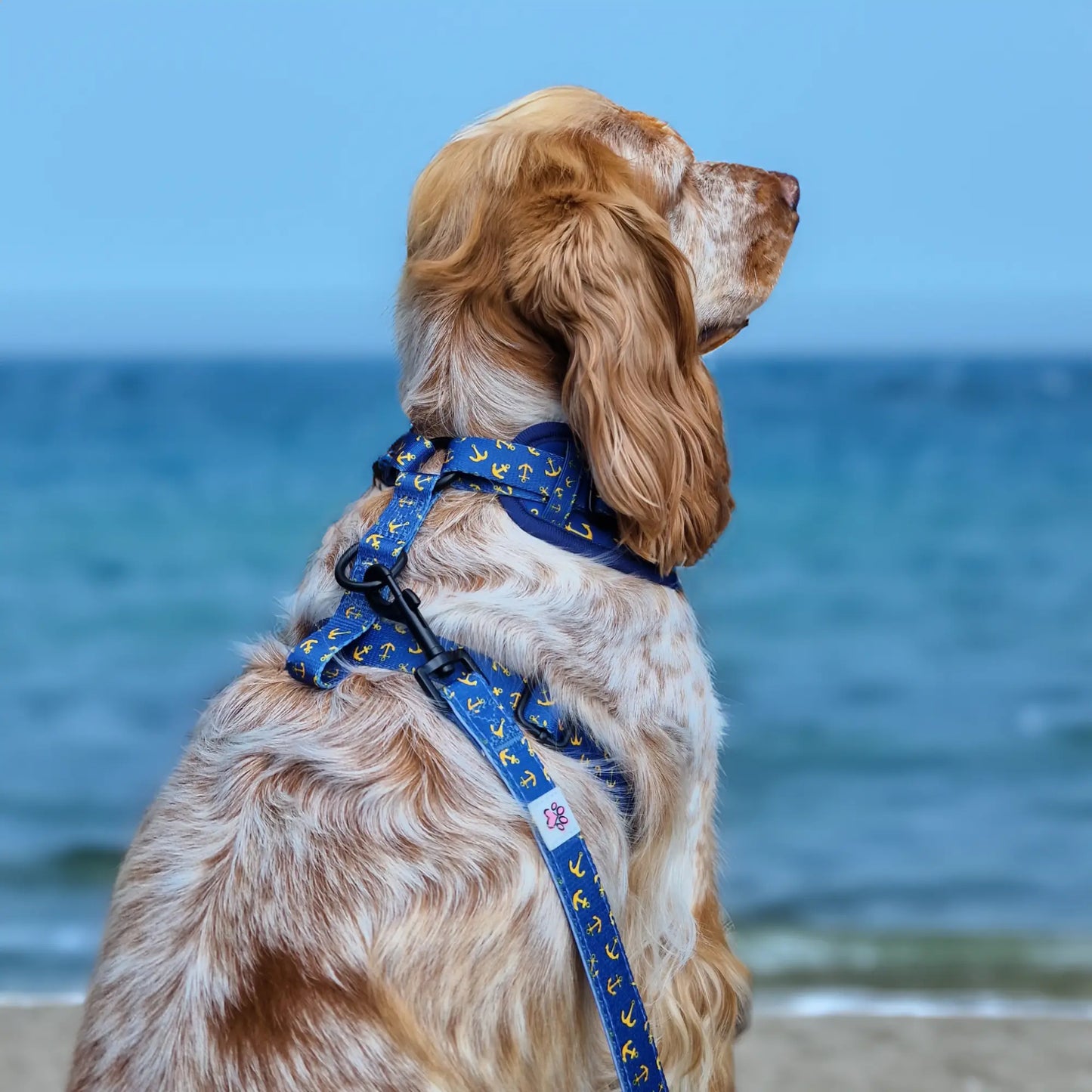 All Paws on Deck Harness Picture