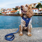 All Paws on Deck Harness Picture