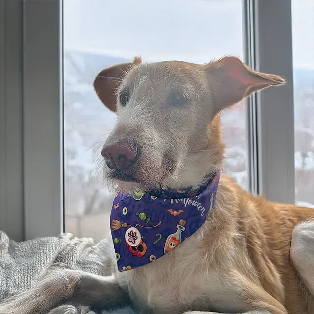 Pumpkin Pooch Parade Bandana Picture