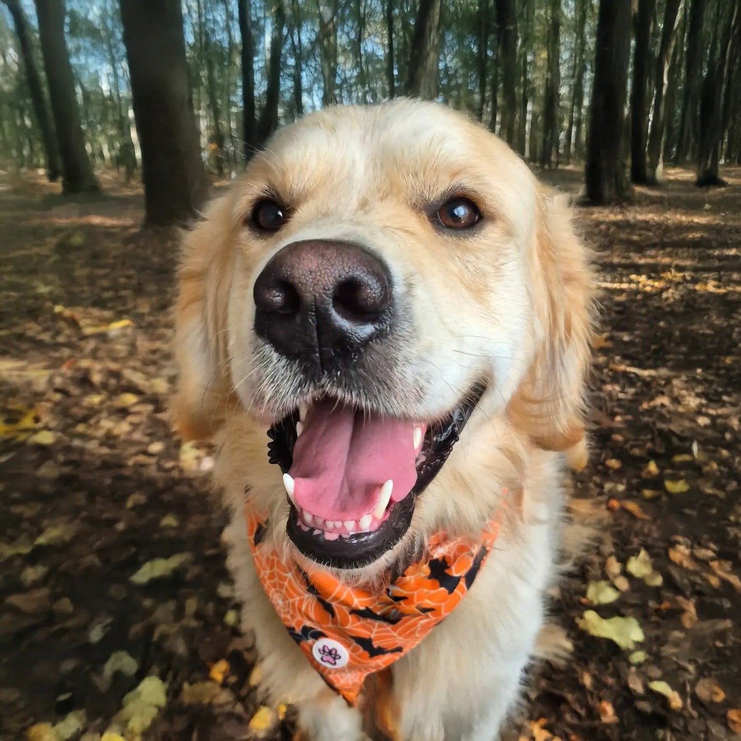 Pumpkin Pooch Parade Bandana Picture