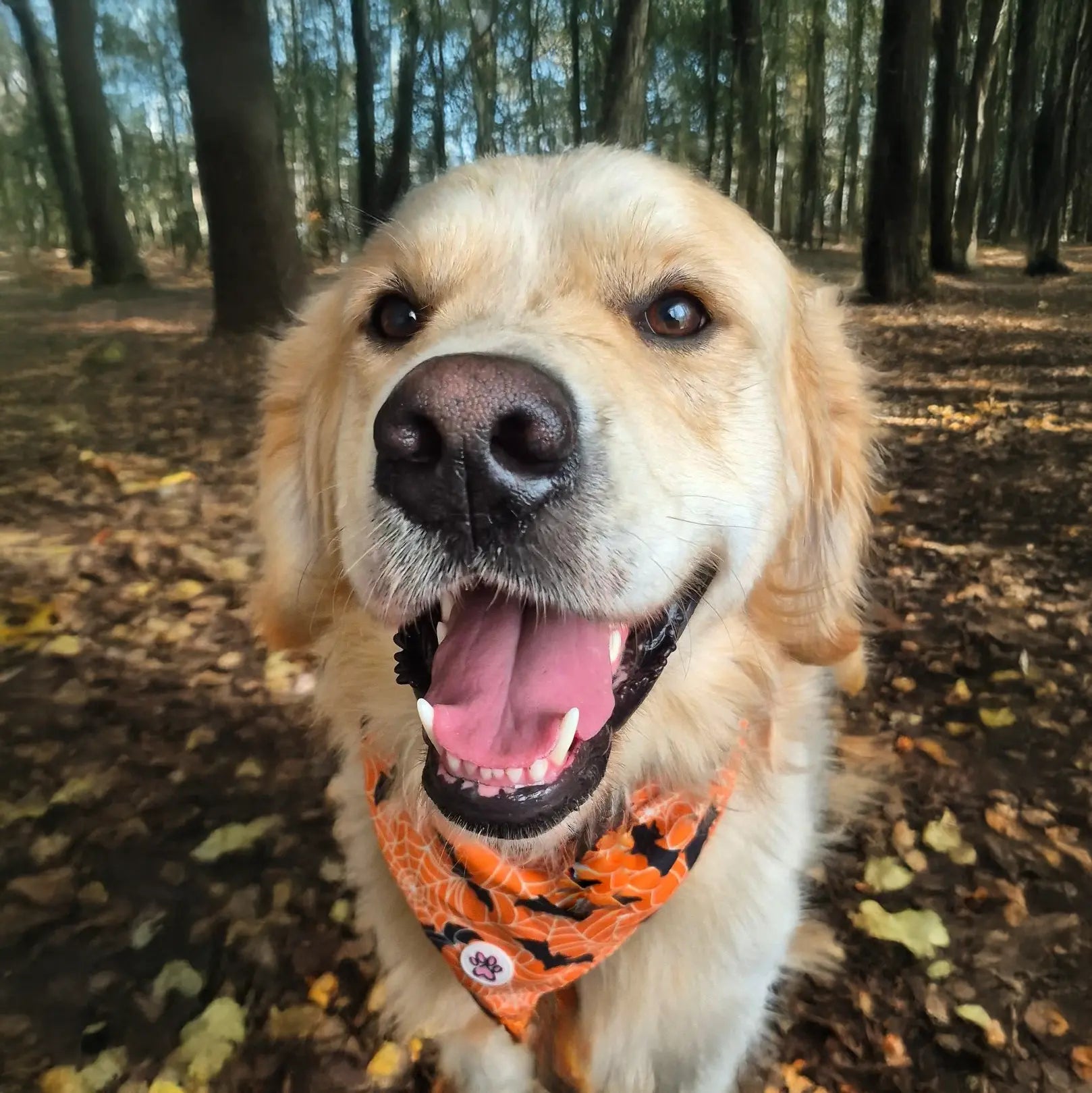 Pumpkin Pooch Parade Bandana Picture