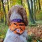 Pumpkin Pooch Parade Bandana Picture