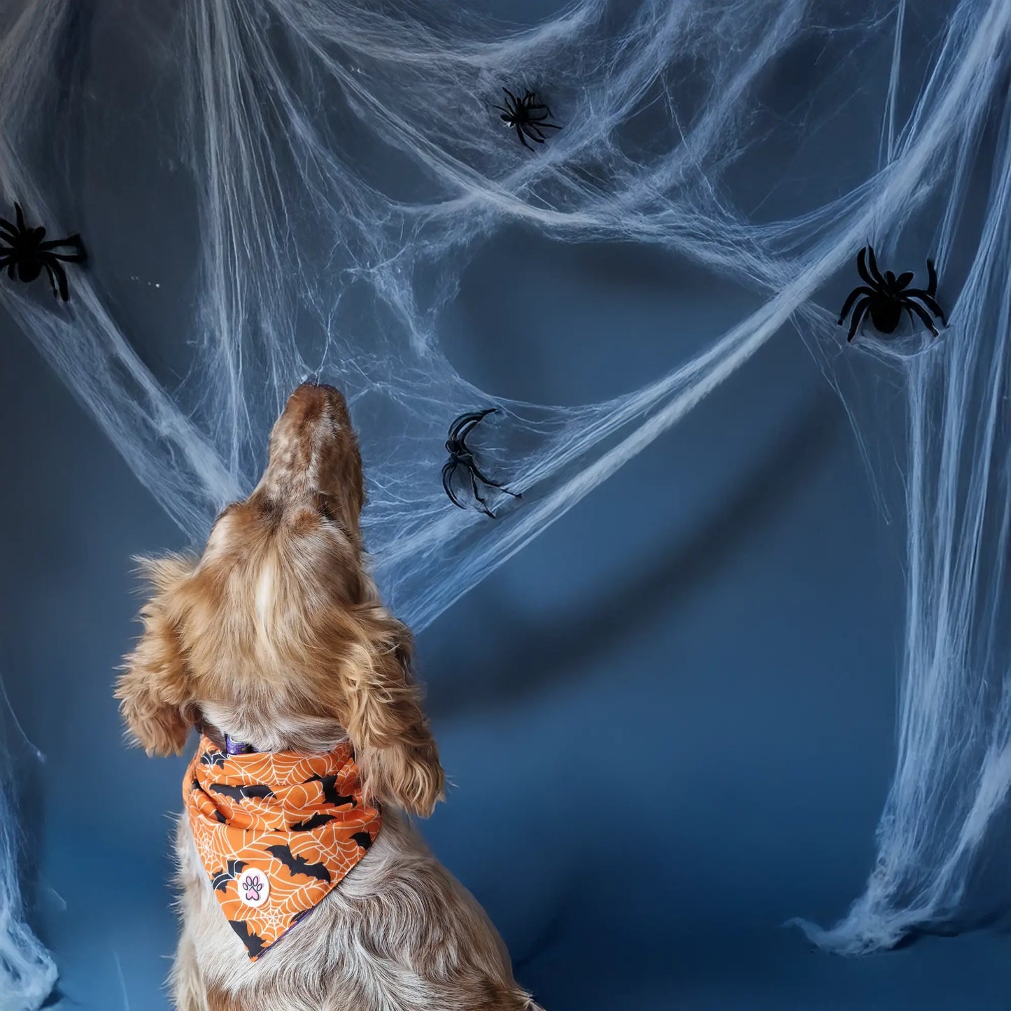 Pumpkin Pooch Parade Bandana Picture