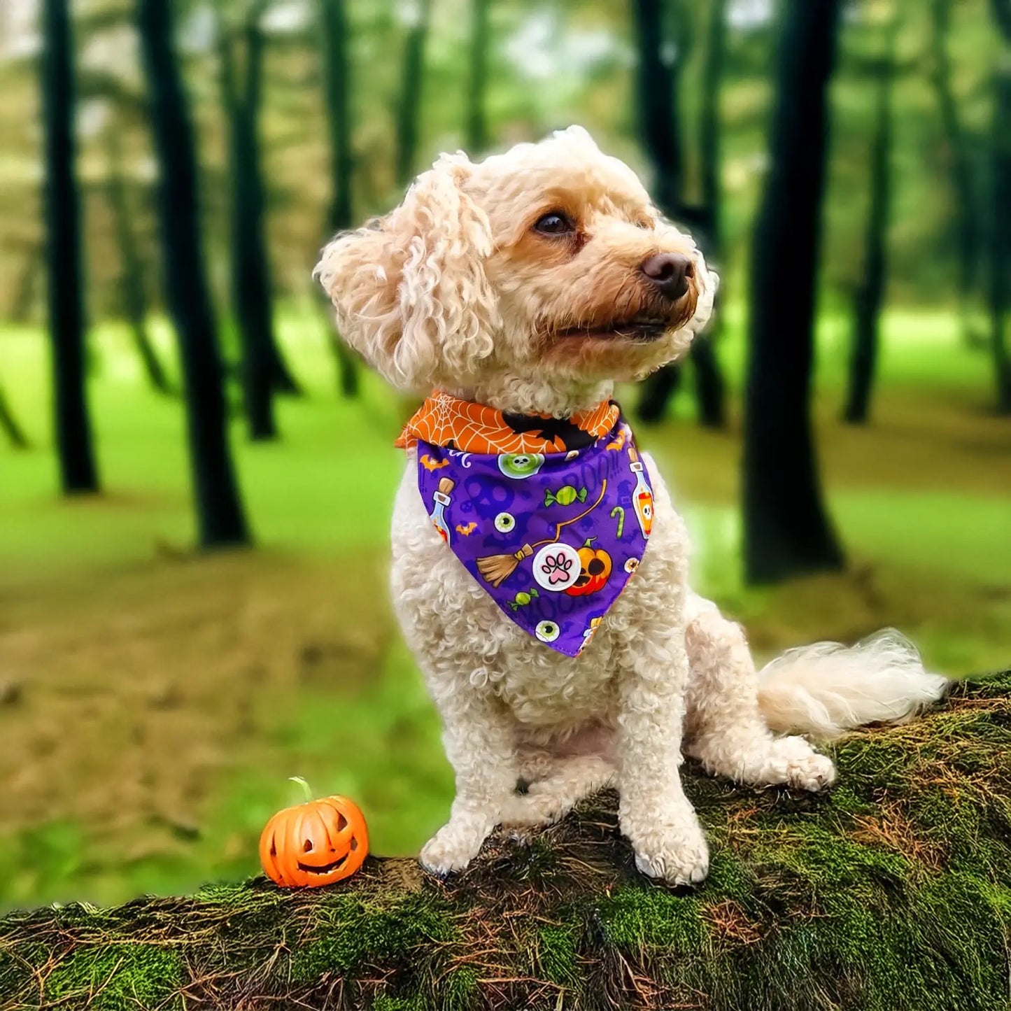 Pumpkin Pooch Parade Bandana Picture